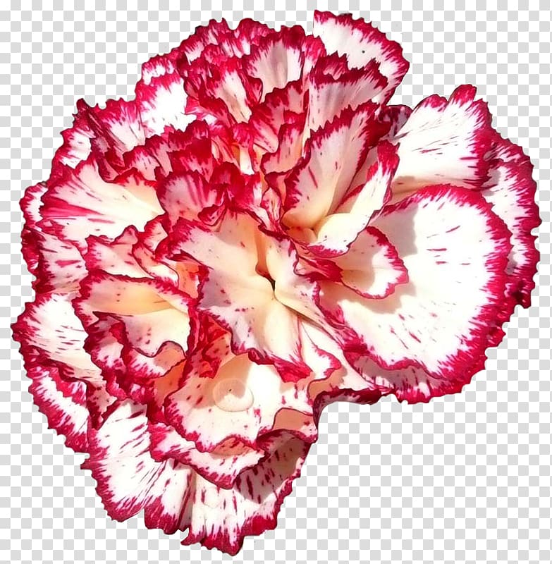 National symbols of Slovenia Floral emblem Flower Carnation, flower transparent background PNG clipart