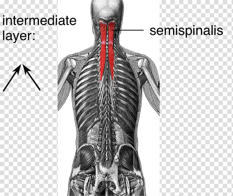 Multifidus muscle Vertebral column Core stability, the pleasing muscles of the water transparent background PNG clipart