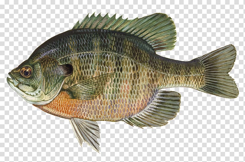 Largemouth bass Redeye bass Freshwater fish Fishing, Fishing transparent background PNG clipart