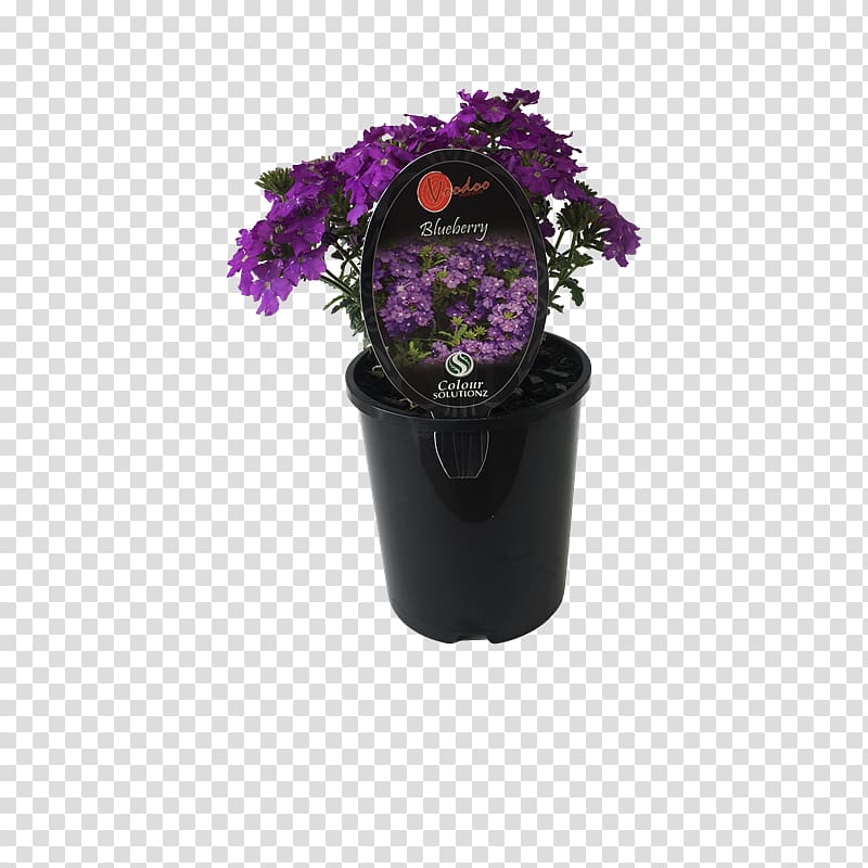 Purple Plant, blueberry bush transparent background PNG clipart