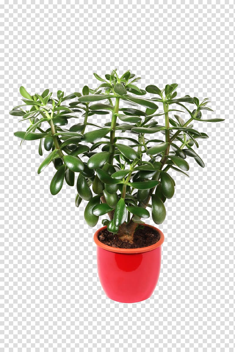 Jade plant Houseplant Flowerpot, bougainvillea transparent background PNG clipart