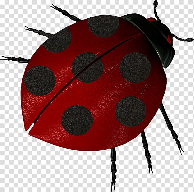 Ladybird beetle Seven-spot ladybird Beneficial insects, beetle transparent background PNG clipart