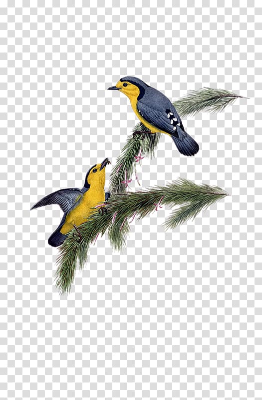 The Birds of America Public and University Library of Neuchâtel RERO New York Public Library, Bird transparent background PNG clipart