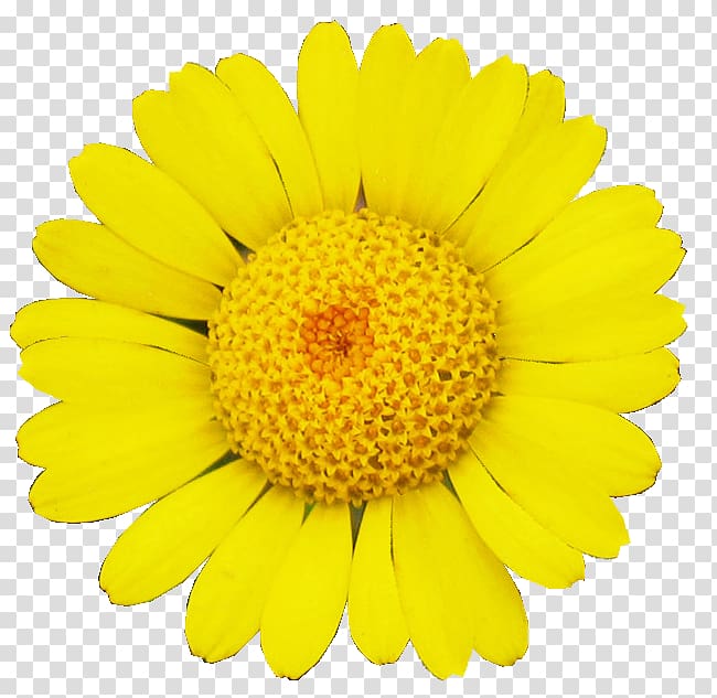 Common sunflower Transvaal daisy Daisy family Cut flowers, margarita transparent background PNG clipart