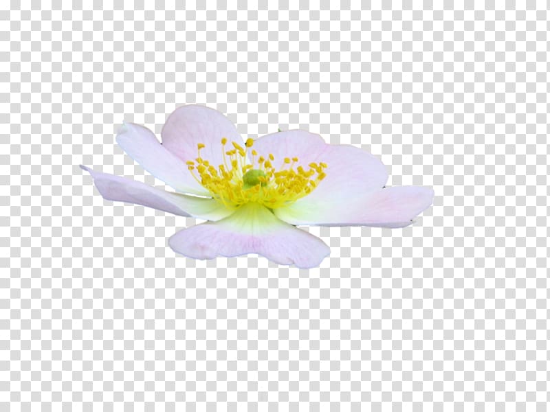 Flower Petal , dreams transparent background PNG clipart