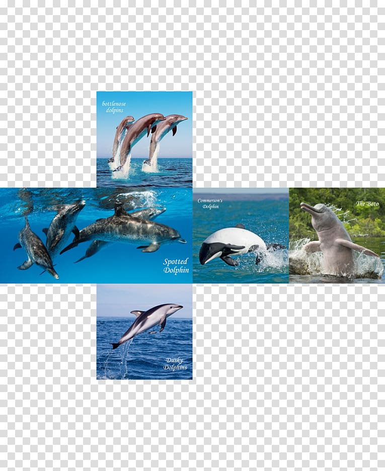 Wholphin Spotted dolphins Bottlenose dolphin Cube, dolphin transparent background PNG clipart
