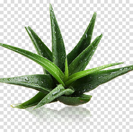 Aloe vera Plant Gel Sunburn Cream, aloe vera transparent background PNG clipart