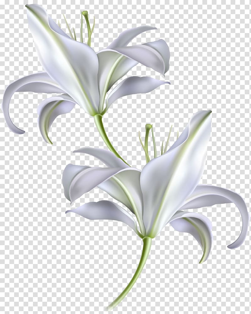 two white flowers , Skin Sunscreen Moisturizer Facial Anti-aging cream, hand-painted white lily transparent background PNG clipart