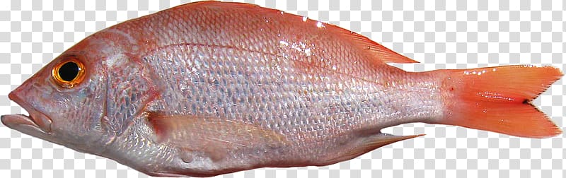 Northern red snapper Lutjanus sebae Seafood Lutjanus purpureus, Fish transparent background PNG clipart