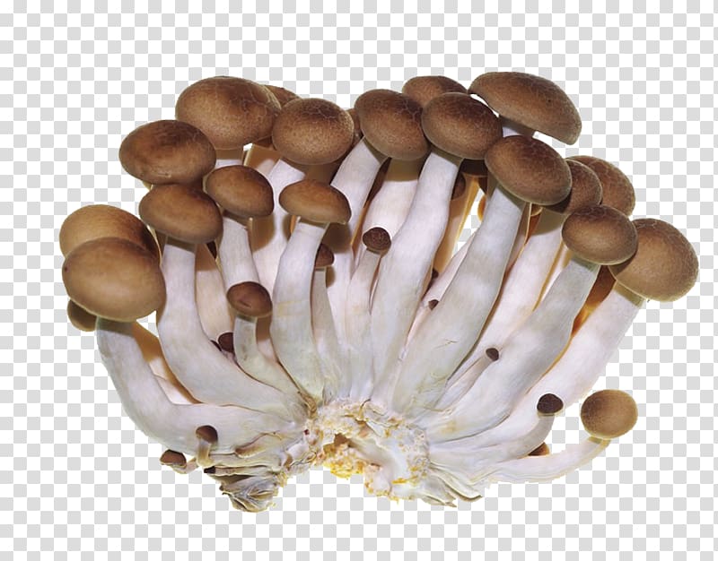 Oyster Mushroom Edible mushroom Shiitake, Vegetables and mushrooms transparent background PNG clipart