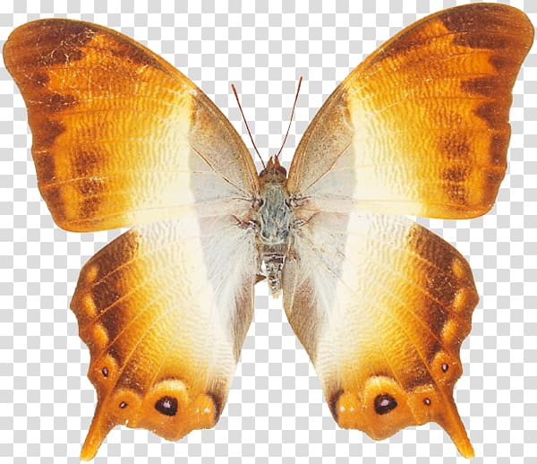 Nymphalidae Pieridae Lycaenidae Bombycidae Butterfly, butterfly transparent background PNG clipart