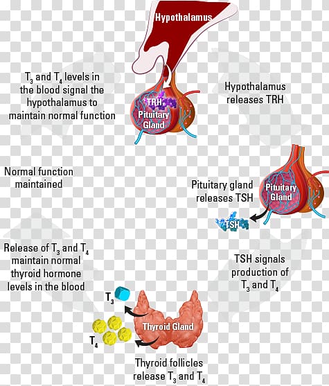 The Thyroid Gland Thyroid hormones Metabolism, others transparent background PNG clipart