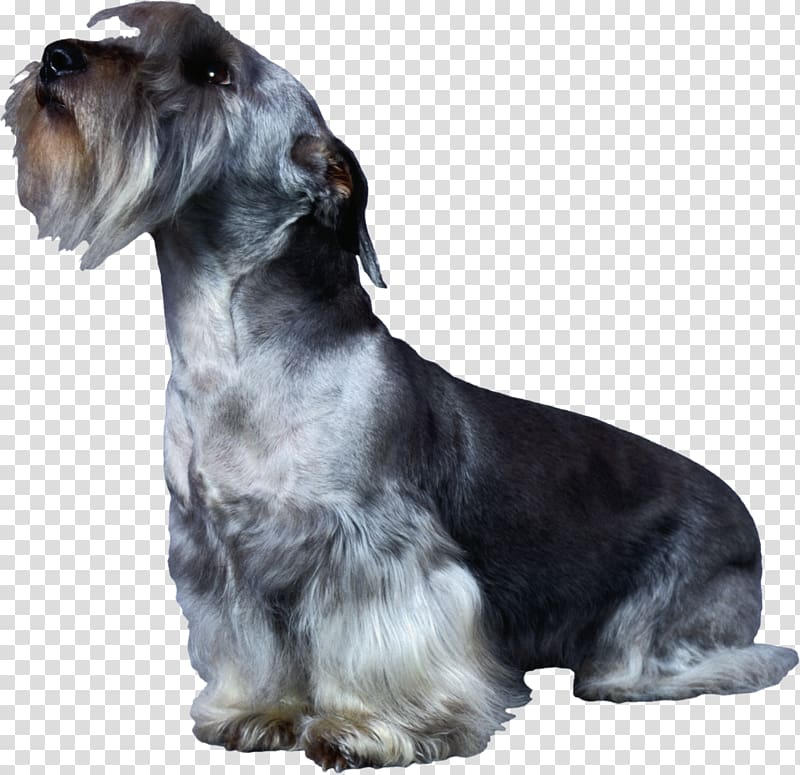 Miniature Schnauzer Cesky Terrier Standard Schnauzer Rare breed (dog) Companion dog, corgi transparent background PNG clipart