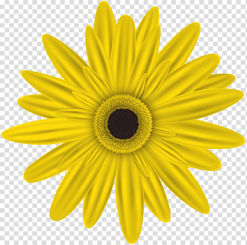 Oxford High School, Oxford Common sunflower , apricot blossom yellow transparent background PNG clipart