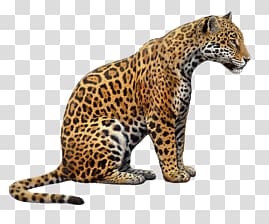 Jaguar transparent background PNG clipart