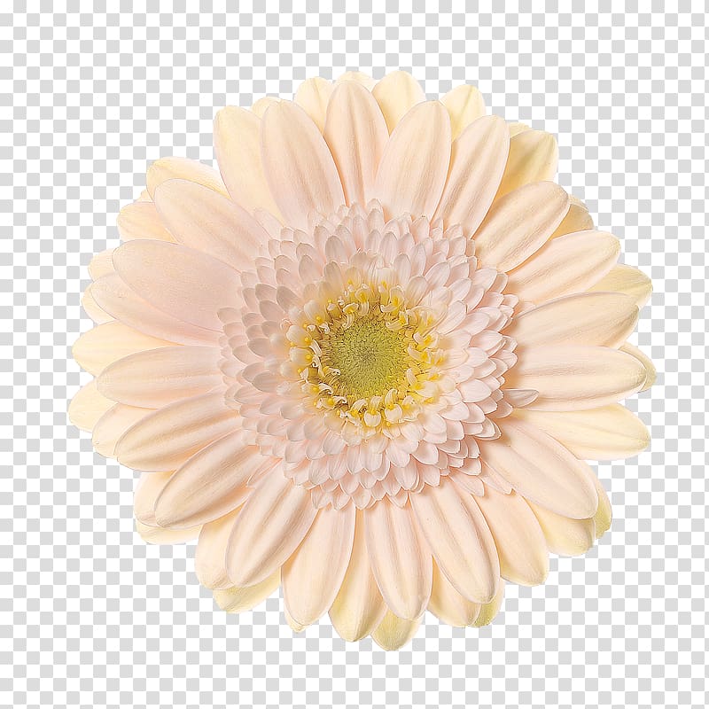 Transvaal daisy Schreurs Chrysanthemum Hoofdweg 81 Cut flowers, chrysanthemum transparent background PNG clipart