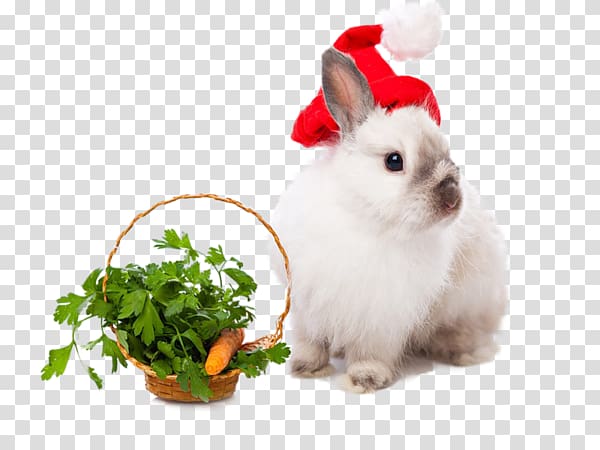 Rabbit Easter Bunny Leporids Christmas New Year, rabbit transparent background PNG clipart