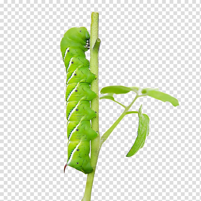 Butterfly Insect Caterpillar Five-spotted hawk moth Pest, tomato worm transparent background PNG clipart