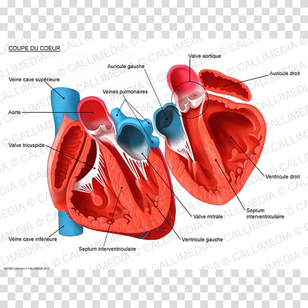 Heart Human anatomy Circulatory system Cross section, heart transparent background PNG clipart