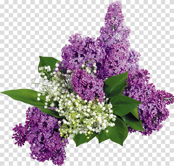 Common lilac Flower Garden Les Lilas, flower transparent background PNG clipart