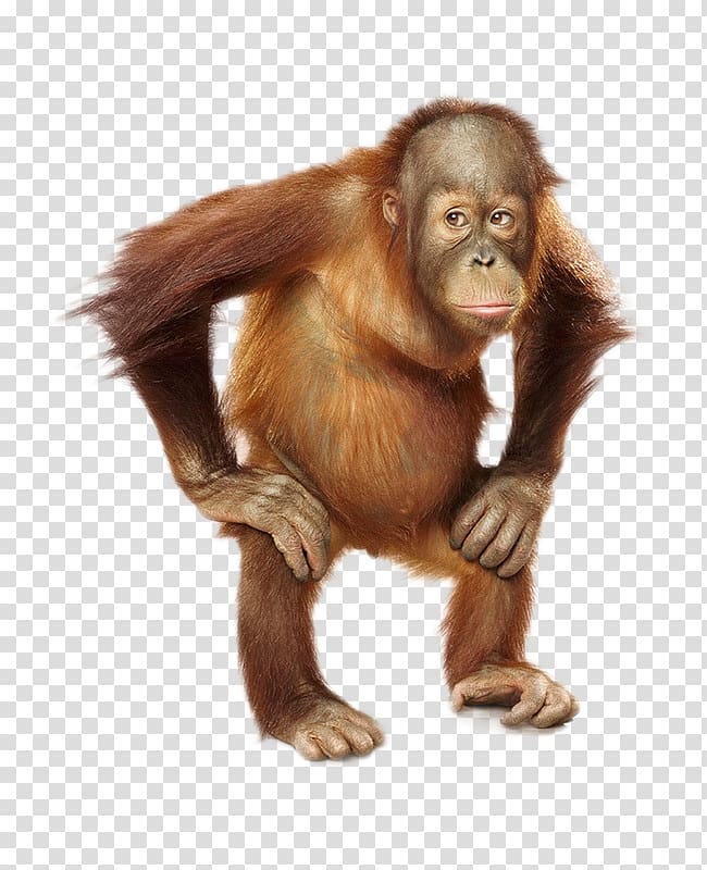 Orangutan transparent background PNG clipart