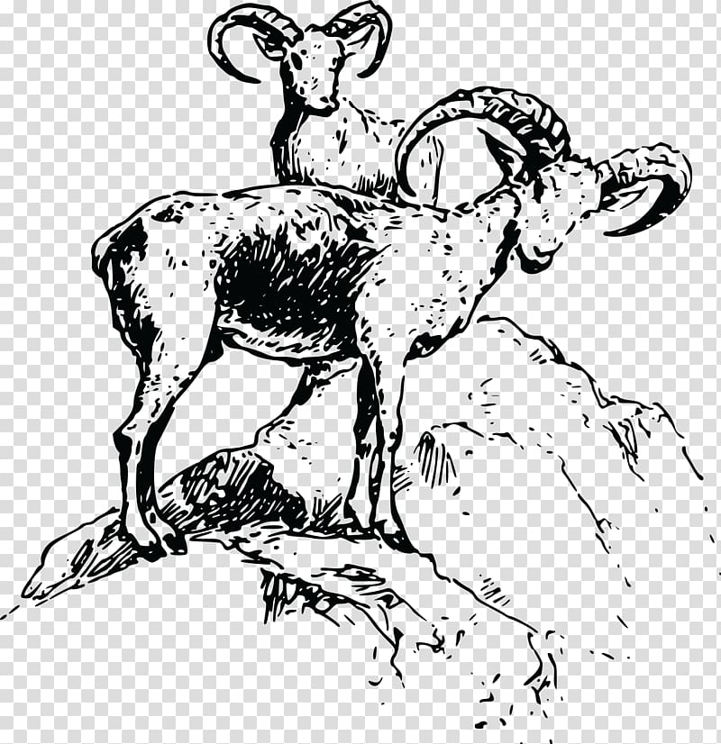 Bighorn sheep Cattle , sheep transparent background PNG clipart