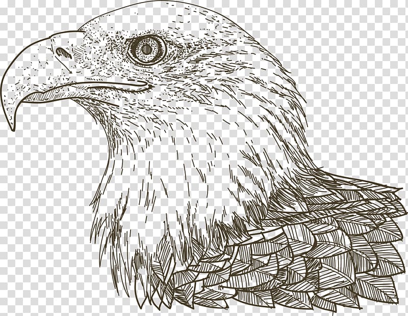 Euclidean Drawing Eagle, Hand painted eagle head portrait transparent background PNG clipart