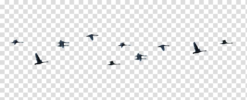 Wing Airplane Bird migration Font, Birds Fly transparent background PNG clipart