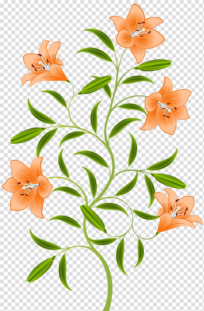 pink flower illustration, Orange Lilium bulbiferum Hemerocallis fulva Tiger lily, Orange Lily transparent background PNG clipart