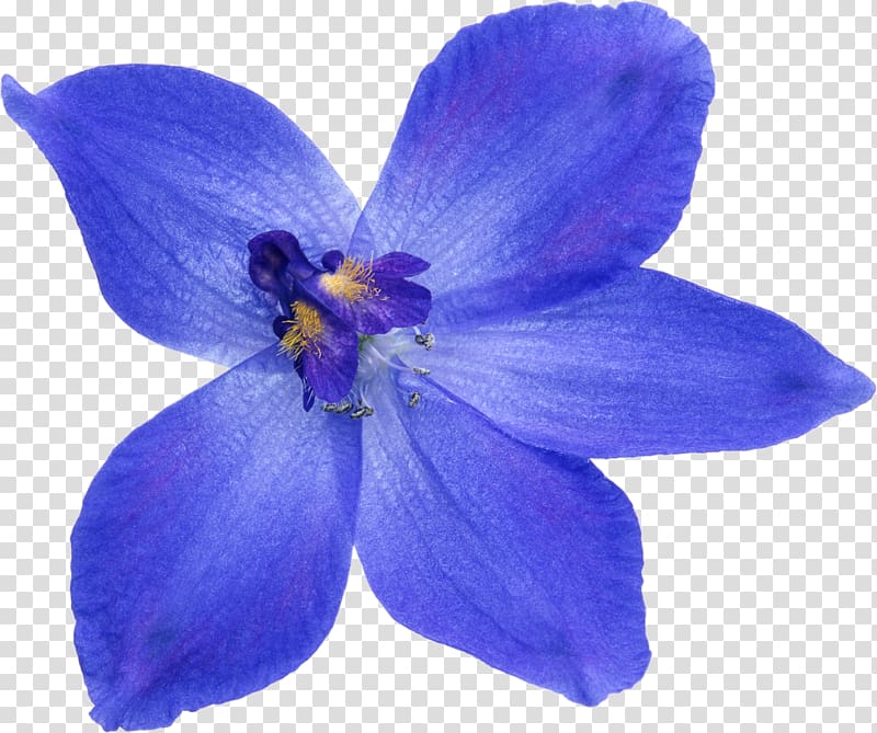 Flower Blue , blue flower transparent background PNG clipart