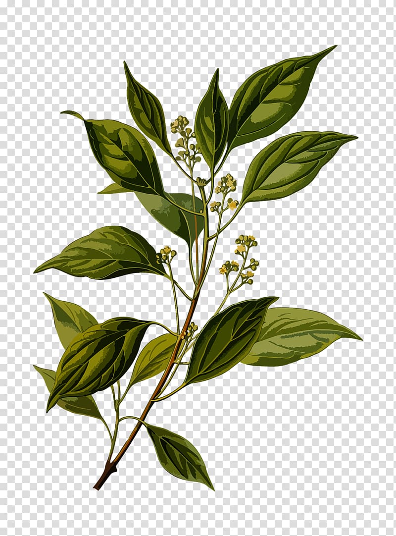 Camphor tree Chinese cinnamon Cinnamomum verum Köhler\'s Medicinal Plants, flower transparent background PNG clipart