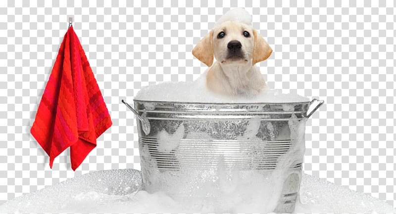 Labrador Retriever Puppy Pet sitting Dog grooming, puppy transparent background PNG clipart