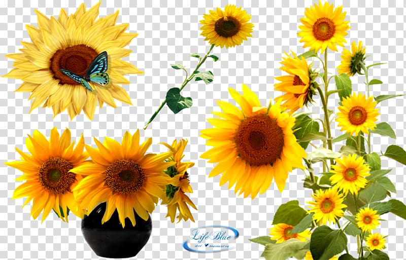 Texture mapping Adobe After Effects , Sunflower Latest Version 2018 transparent background PNG clipart