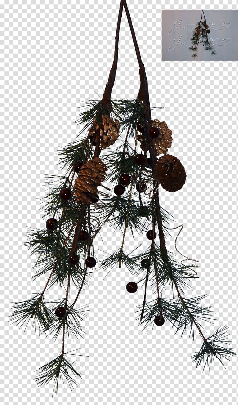 Pine Tree Branch, pine cone transparent background PNG clipart