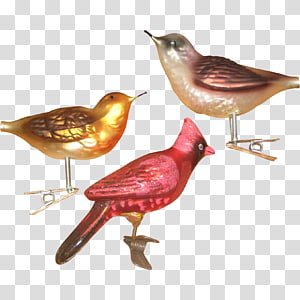 Beak, others transparent background PNG clipart thumbnail