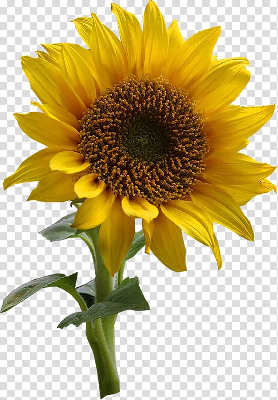 Common Sunflower Drawing Desktop Flower Transparent Background