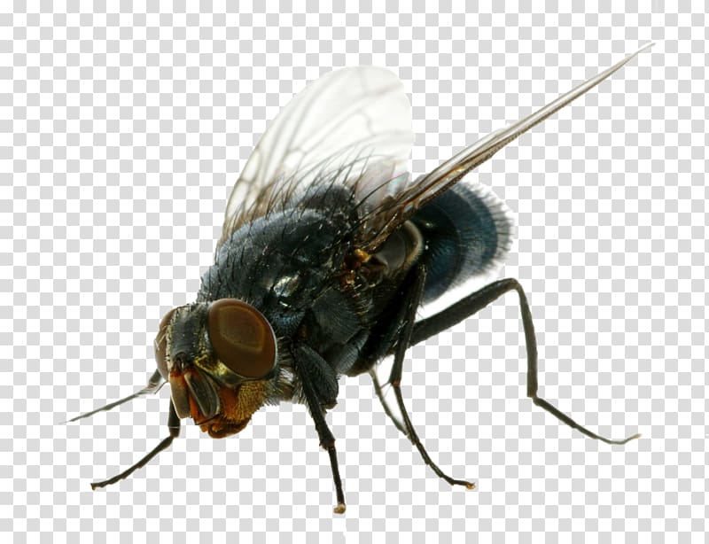 Insect Housefly Cockroach Portable Network Graphics , insect transparent background PNG clipart