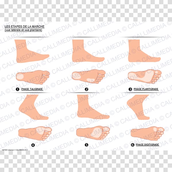 Plantigrade Walking Foot Anatomy Limb, tapes transparent background PNG clipart