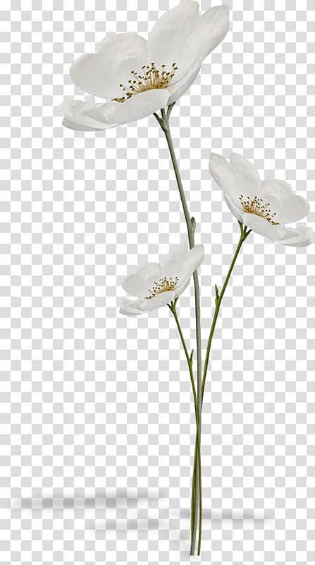 Flower Still life , flower transparent background PNG clipart