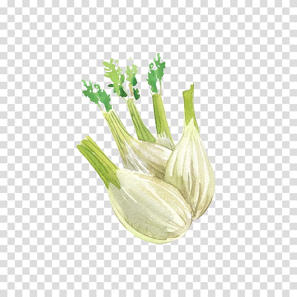 Onion Allium fistulosum Garlic Watercolor painting Illustration, Garlic watercolor transparent background PNG clipart