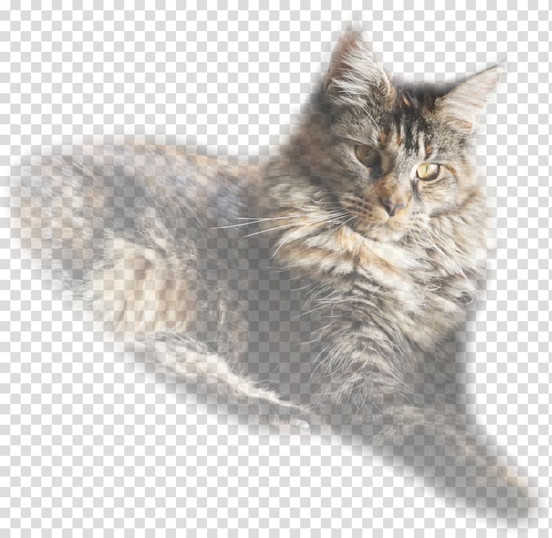 Maine Coon Nebelung Norwegian Forest cat Asian Semi-longhair Ragamuffin cat, kitten transparent background PNG clipart