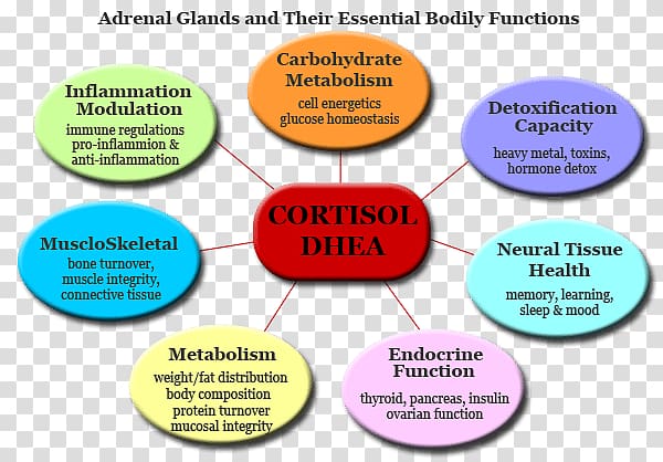 Adrenal gland Adrenal fatigue Function Cortisol, natural chart transparent background PNG clipart