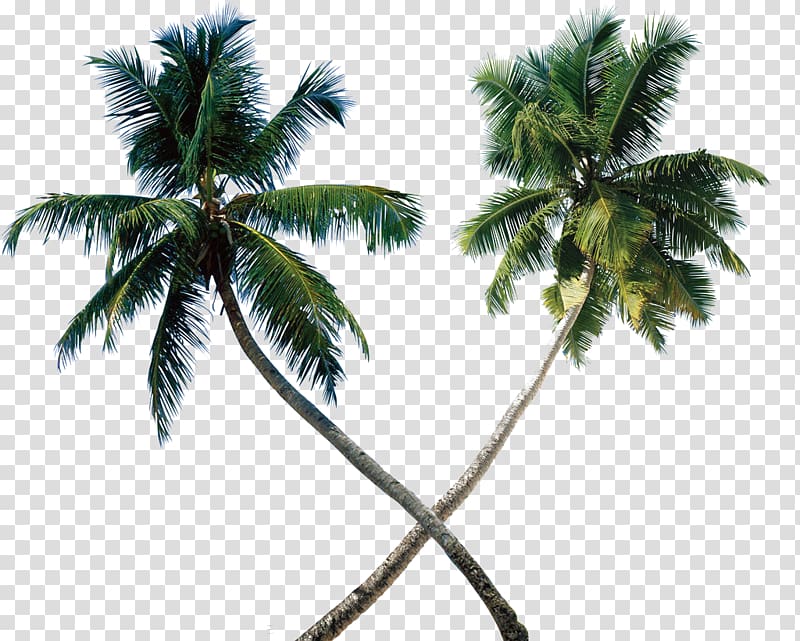 Arecaceae Tree Coconut , coconut tree transparent background PNG clipart