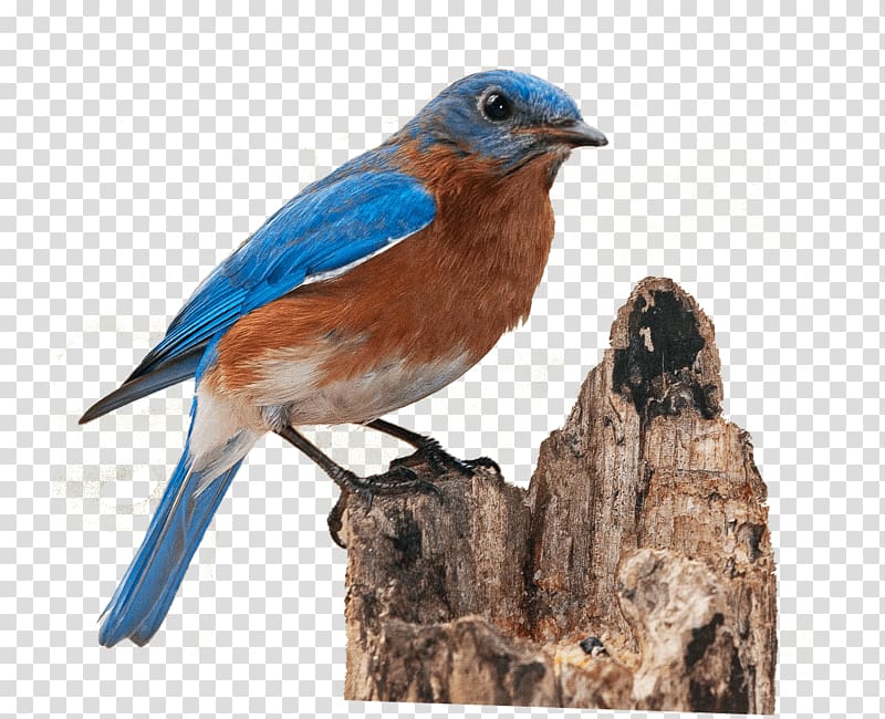 Western bluebird Eastern bluebird, Bird transparent background PNG clipart
