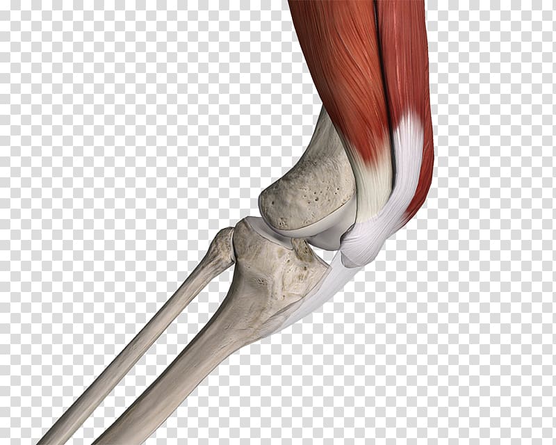 Thumb Human leg Elbow Hip, Anatomy Muscle transparent background PNG clipart