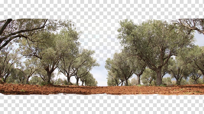 Olive oil Tree Grove, olive transparent background PNG clipart