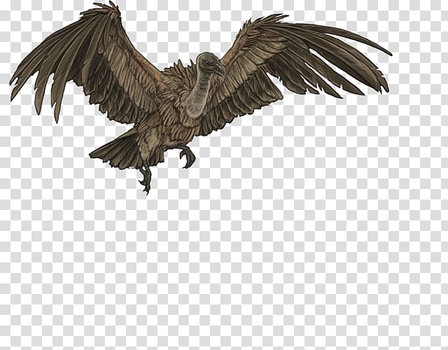 Bird Vulture Eagle Owl Lion, Bird transparent background PNG clipart