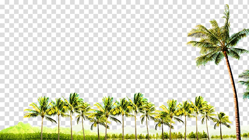 Tree Coconut, Coconut grove decoration borders transparent background PNG clipart