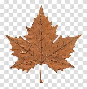 Canada Maple Leaf Tshirt Flag Of Canada Clothing Canadian Gold Maple Leaf National Symbols Of Canada Fashion Zazzle Transparent Background Png Clipart Hiclipart - very cool union maple leaf roblox