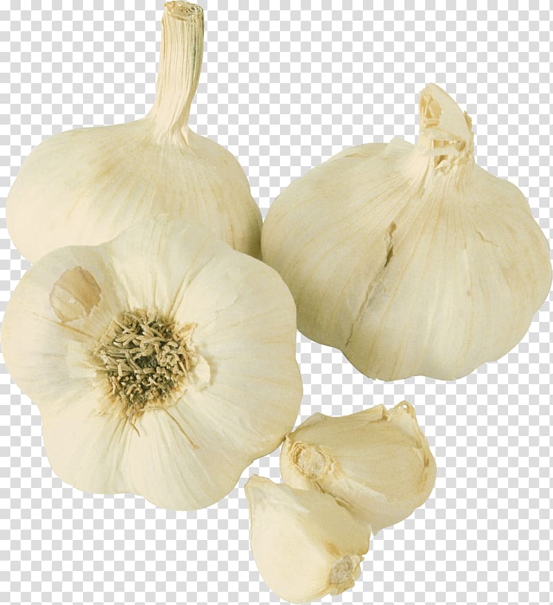 Garlic Prebiotic Probiotic Food Vegetable, garlic transparent background PNG clipart